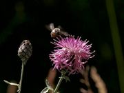 Nectar of Thistle