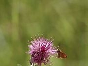 Nectar of Thistle