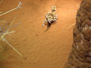 Thorny Devils