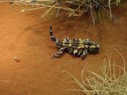 Thorny Devils