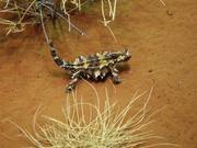 Thorny Devils