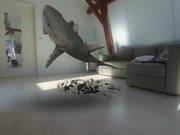 Pet Shark