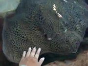 Petting Spotted Ray