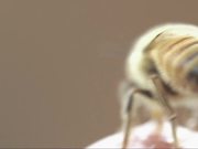 A Beekeepers Exploration