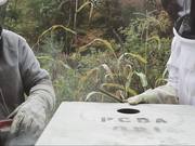 A Beekeepers Exploration