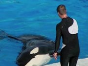 Gravity Defying Whale