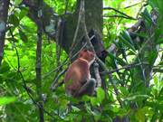 Borneo - Probiscus Monkey