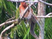 Borneo - Probiscus Monkey