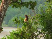 Borneo - Probiscus Monkey