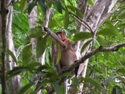 Borneo - Probiscus Monkey