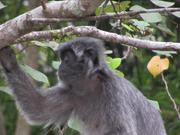Borneo - Probiscus Monkey