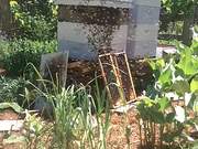 Bee Swarm Moving