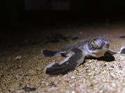 Sukamade - Turtle Hatchery