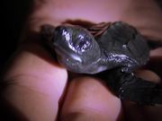 Sukamade - Turtle Hatchery