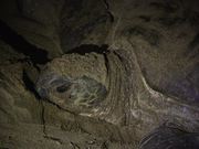 Sukamade - Turtle Hatchery