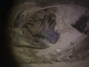 Sukamade - Turtle Hatchery