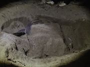 Sukamade - Turtle Hatchery