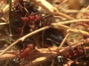 Ant Macro
