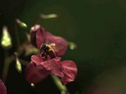 Bees Taking Off