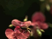 Bees Taking Off