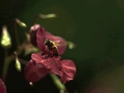 Bees Taking Off