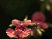 Bees Taking Off
