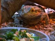 Beardie Nom Nom