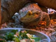 Beardie Nom Nom