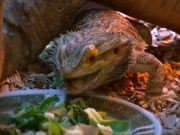Beardie Nom Nom