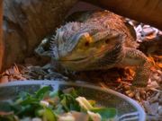 Beardie Nom Nom