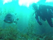 Catalina Dive
