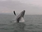 Humpback Whales