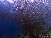 Sipadan Underwater World