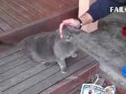 Funny Cat Videos Compilation 2017