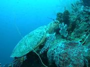 Hawksbill Turtle