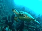 Hawksbill Turtle