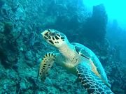 Hawksbill Turtle