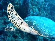Hawksbill Turtle