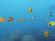 Underwater Videography