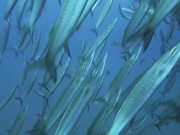 Underwater Videography