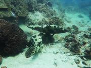 Underwater Videography