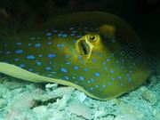 Underwater Videography