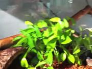 Josh’s Snake Tank Tutorial