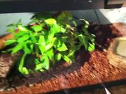 Josh’s Snake Tank Tutorial