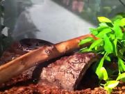 Josh’s Snake Tank Tutorial