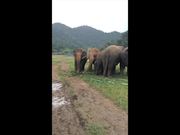 Not Afraid of the Fall