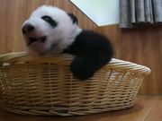 Panda Babies