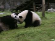 Panda Babies