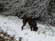 Boxer and Snow