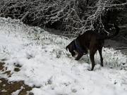 Boxer and Snow